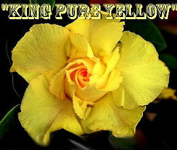 Adenium Obesum \'King Pure Yellow\' x 5 Seeds